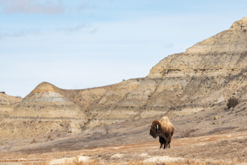 Obraz premium American Bison in the Badlands of Theodore Roosevelt National Park in Springtime 
