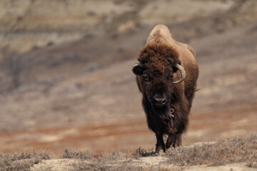 Single Adult American Bison Grazing on grass on the prairies in Spring 