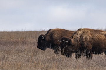 Two Adult American Bison on the Prairies of Theodore Roosevelt National Park in Spring  - obrazy, fototapety, plakaty
