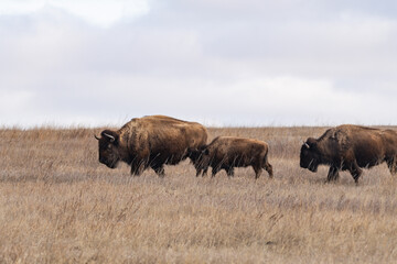 Three American Bison on the Prairies of Theodore Roosevelt National Park in Spring 