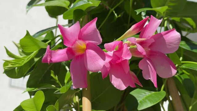 Dipladenia mandevilla pink flowers blossom.
