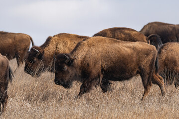 Herd of American Bison Grazing on the vast prairie of Theodore Roosevelt National Park in Spring  - obrazy, fototapety, plakaty