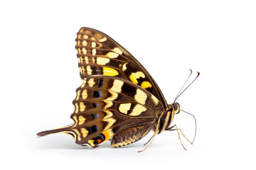 Beautiful Speckled Wood butterfly isolated on a white background. Side view