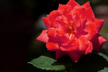 A rose flower with red petals. Red rose.