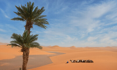 Camel caravan resting in the sun of the Moroccan desert