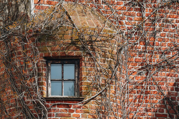 A small wooden window overgrown with ivy in a red brick building.   - 799355105
