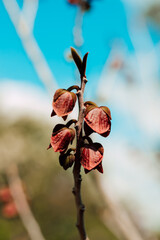 Blooming fruit garden tree. Spring Garden