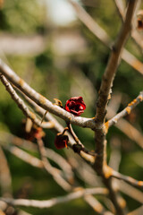 Blooming fruit garden tree. Spring Garden