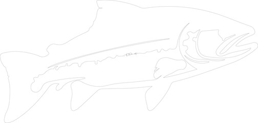 Fototapeta premium trout outline