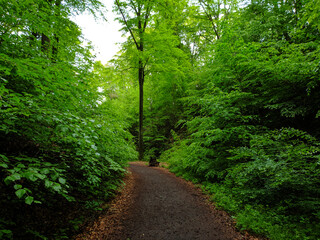 Fototapeta premium Path in the forest