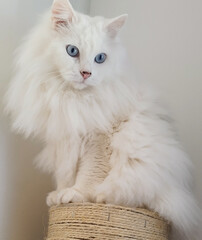 white persian kitten