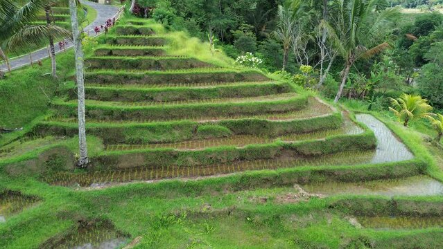 Rice stairs - Jatiluwih Rice Terraces - Bali, Indonesia