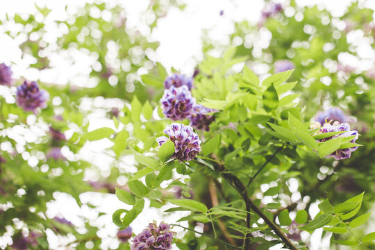 Upward Perspective of Amethyst Falls Wisteria in Spring Garden After Rainstorm, Beautiful Photograph of Wisteria in Arkansas Garden