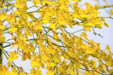 Oncidium Orchid or Dancing Lady Orchid or Oncidium Altissimum or Golden Shower Orchid flowers with sky background