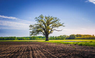 View of freshly plowed agricultural field with large oak tree at its edge and blue sky with wispy clouds in background in spring