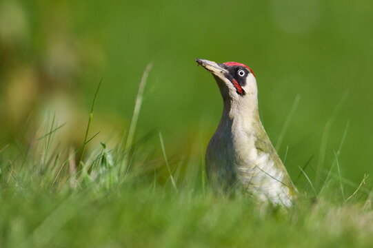 Czech bird Picus viridis aka European green woodpecker is searching for food in the grass. Dirty beak. Isolated on blurred background.
