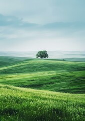 Lonely Tree on a Green Hill