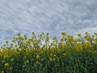 Agrarland. Rapsfeld. Krautige Pflanze. Gelbe Blüten. Duftblumen. Reich an Pollen. Bestäubung...