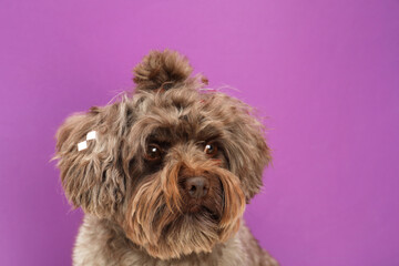 Cute Maltipoo dog on violet background, space for text. Lovely pet