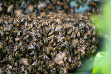 Swarm of Bees hanging outside of a bee hive