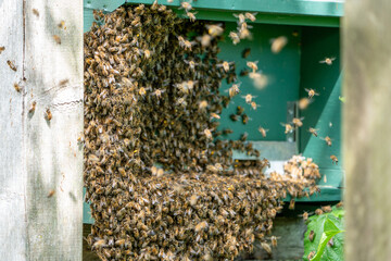 Swarm of Bees hanging outside of a bee hive