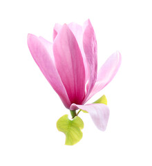 Obraz premium Beautiful pink magnolia flower isolated on white