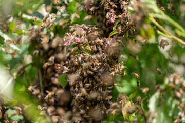 Swarm of Bees