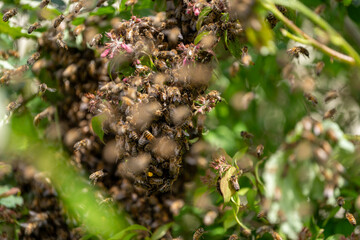 Swarm of Bees