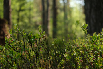 Vaccinium myrtillus. Blueberry or billberry plant in the forest. - obrazy, fototapety, plakaty