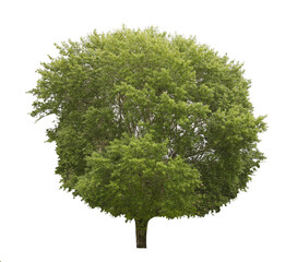 Beautiful tree with green leaves isolated on white
