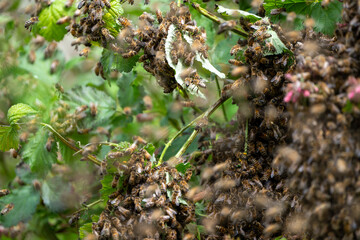 Swarm of Bees