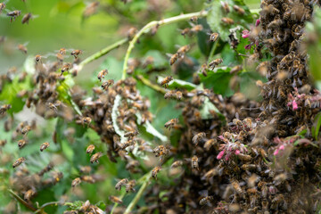 Swarm of Bees