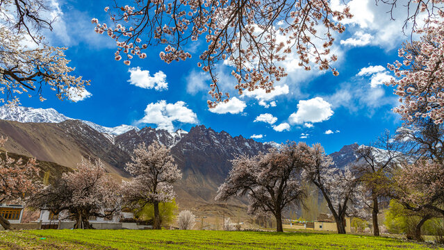 A beautiful landscape with a[ricot trees having flower bloom, blue sky, clouds and mountains in the background 