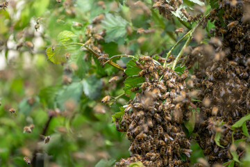 Swarm of Bees