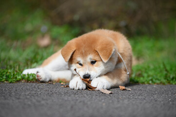 Cute Red Akita Inu puppy lying on a grass