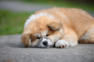 Cute Akita Inu puppy sleeping  outdoors. Baby animal