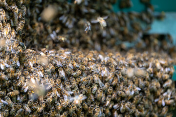 Swarm of Bees