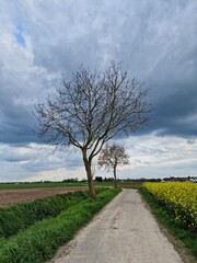 Frühlingsszene. Agrarlandschaft. Bebautes Feld. Landschaft. Landstraße. Ackerland. Blauer Himmel und weiße Wolken. Sonniger Tag. Natürlichen Umgebung. Kulturpflanzen. Baumsilhouetten. Lasches Grün.