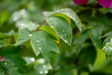 Raindrops in leaves during spring