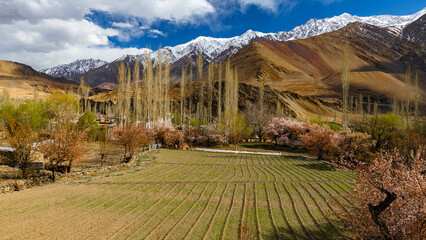 A panoramic view of green fields surrounded with blooming apricot trees and snowclad mountains