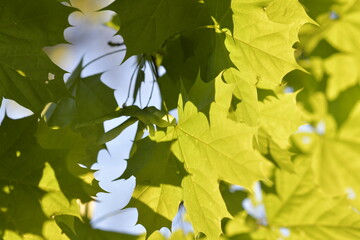 leaves