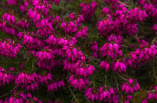 Beautiful evergreen Purple Erica carnea (spring alpine heath) Flowers. Flowering Erica carnea pink plant background closeup with selective focus.