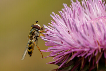 bee on flower