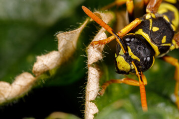 wasp on a flower