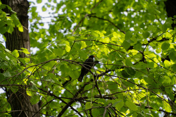 Blackbird sitting on a branch among green leaves. The bird's dark plumage and bright orange beak...