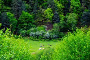 cows grazing at the foot of the mountains in the spring