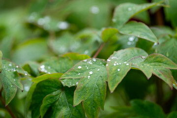Raindrops in leaves during spring