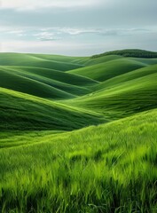 Green rolling hills of wheat field under cloudy sky