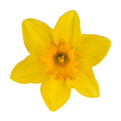 Narcissus yellow flower isolated on a transparent background. Stock photo.