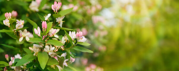 pink flowers in spring,floral background, close-up of a blooming bush in the rays of the sun, blurred background
